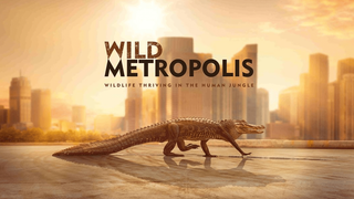 Show Wild Metropolis