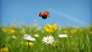 Show Minuscule: The Private Life of Insects