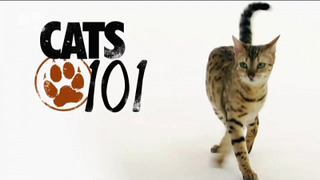Cats 101 season 2
