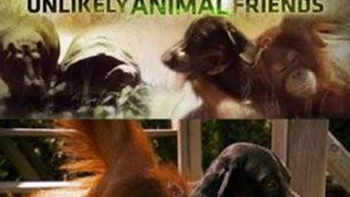 Unlikely Animal Friends season 1