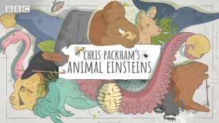 Chris Packham's Animal Einsteins season 1