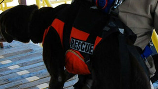 Show Blue-Collar Dogs