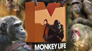 Monkey Life сезон 15