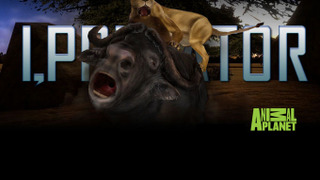 Show I, Predator