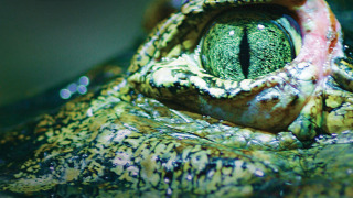 Сериал 72 самых опасных животных Австралии