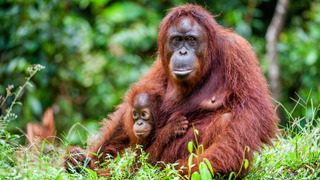 Сериал Планета джунглей