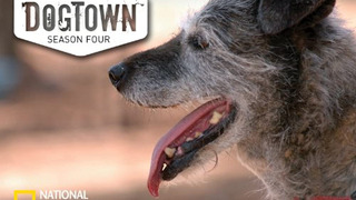 DogTown (US) сезон 4