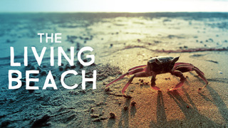 The Living Beach season 1