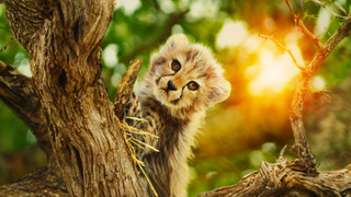 Сериал Возвращение в дикую природу	