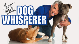 Show Dog Whisperer