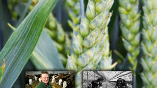 Show Mud, Sweat and Tractors: The Story of Agriculture