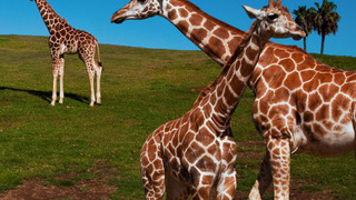 Show The Zoo: San Diego