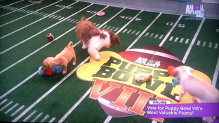 Puppy Bowl season 1