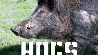 Hogs Gone Wild season 1