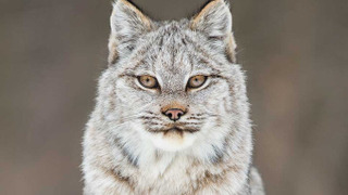 Сериал The Wild Canadian Year