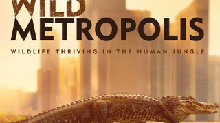 Wild Metropolis season 1