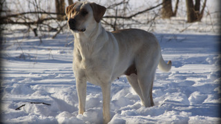 Сериал Extraordinary Dogs