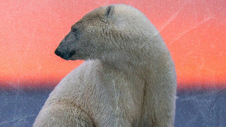 Kingdom of the Polar Bears season 1