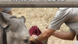 Show Animal Mega Moves