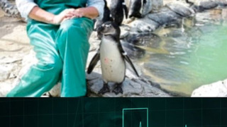 Show Penguin A&E with Lorraine Kelly